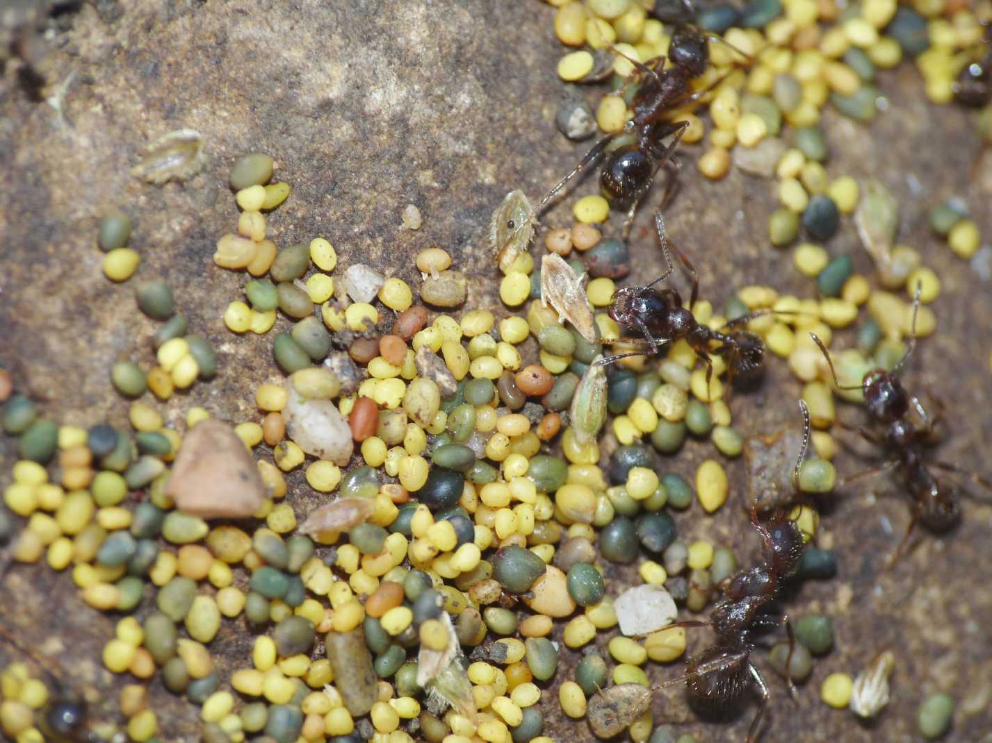 Semi immagazzinati dalle formiche